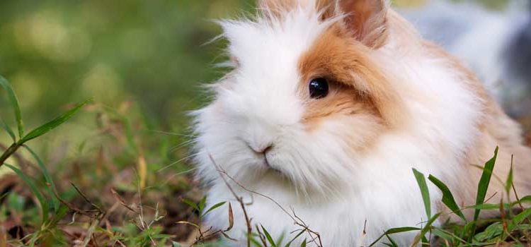 Roundup: The Best 6 Rabbit Hutches & What To Look For Before You Buy