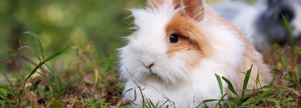 Roundup: The Best 6 Rabbit Hutches & What To Look For Before You Buy