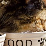 Cat Feeding Tips For A Balanced, Healthy Diet (Part 1)