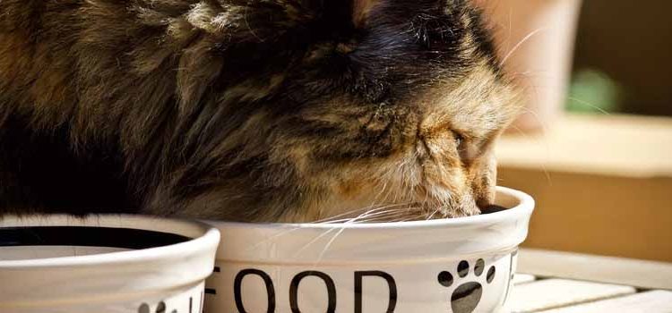 Cat Feeding Tips For A Balanced, Healthy Diet (Part 1)