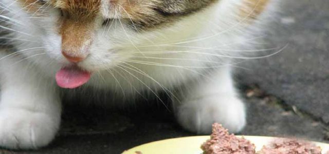 Cat Feeding Tips For A Balanced, Healthy Diet  (Part 2)