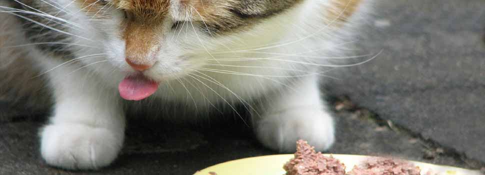 Cat Feeding Tips For A Balanced, Healthy Diet  (Part 2)