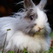 Routine Rabbit Care: Feeding, Grooming & Housing (Part 2)