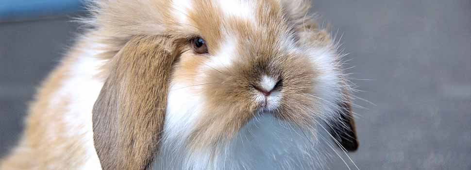 Routine Rabbit Care: Feeding, Grooming & Housing (Part 1)