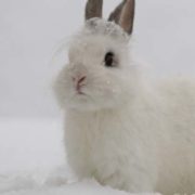 How Can I Keep My Rabbit Warm In Winter?