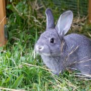 Rabbit Boredom Breakers To Keep Your Rabbit Happy and Entertained