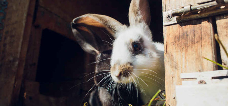 Outdoor Rabbit Hutch – 4 Key Tips, Location Advice & More